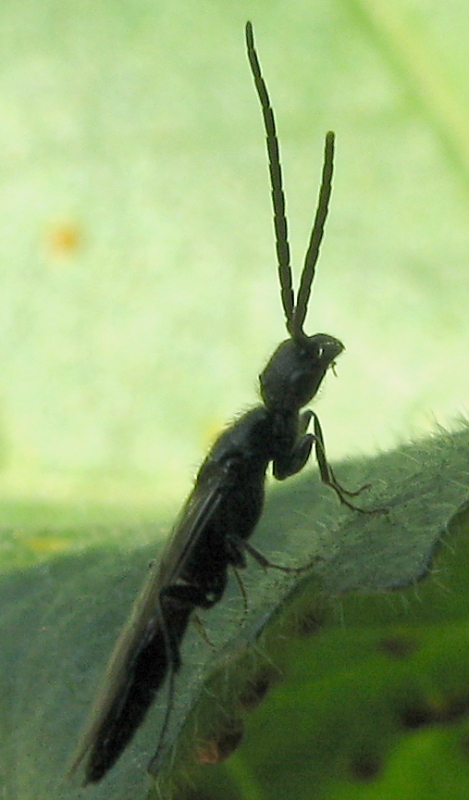 Bethylidae Pristocerinae maschio